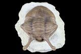 Asaphus Kowalewskii Trilobite With Stalk Eyes #85397-4